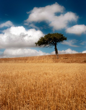 Tree in the middle of a field in spain