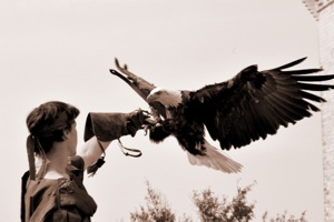 Eagle bird trainer and hunter by Mathieu Girard photography