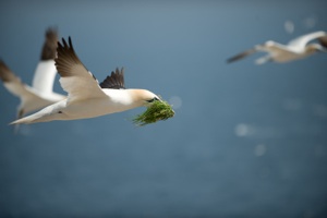 Flying Gannet
