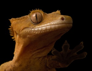 Close-up of a crested gecko