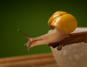 Live snail on a stick